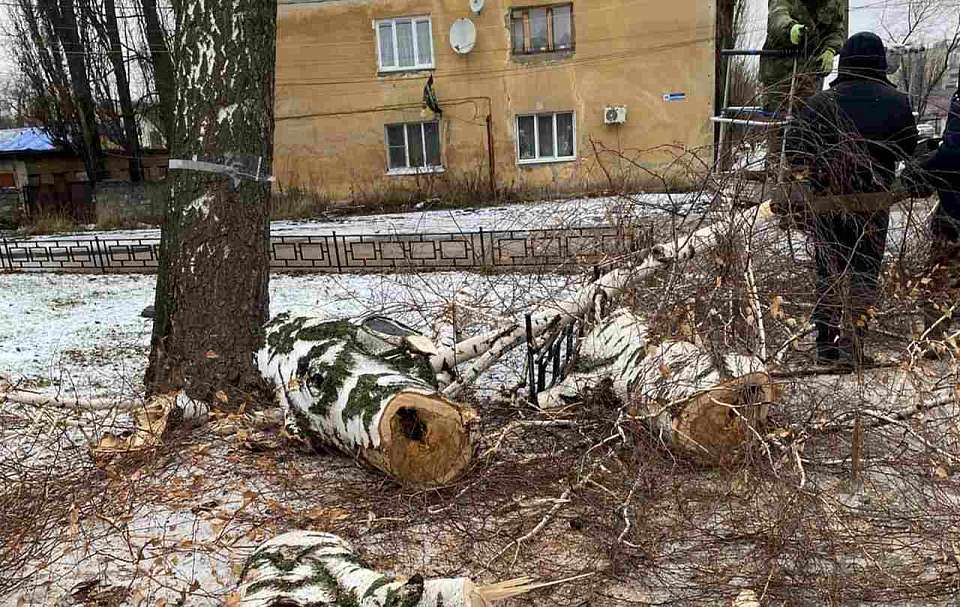 Аварийное дерево вырубили в воронежском сквере