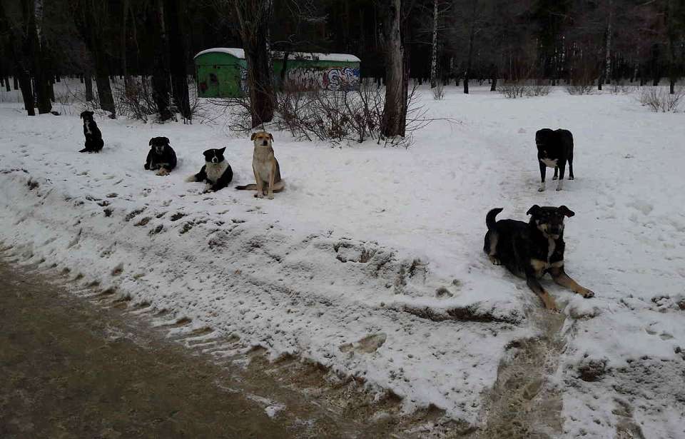 Напавшую на жительницу Воронежа агрессивную собаку нашли