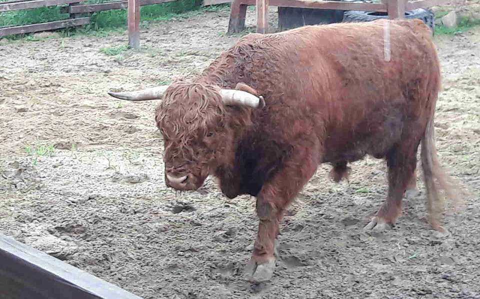 Животноводческий комплекс за 280 млн рублей продаётся под Воронежем