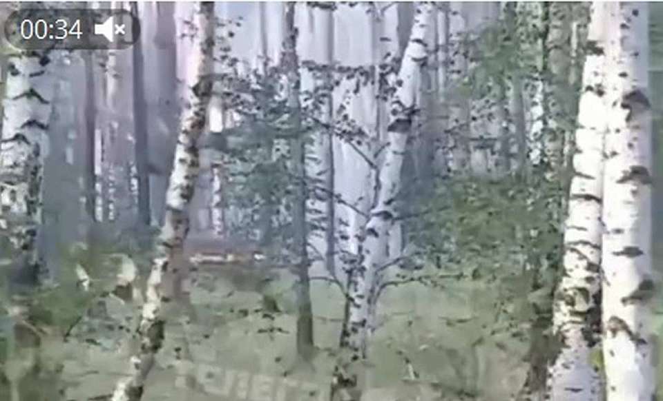 О пожаре в лесу возле микрорайона Отрожка сообщили воронежцы