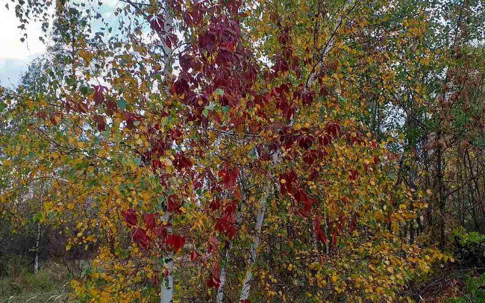 Похолодает до 0 градусов на длинных выходных в Воронежской области