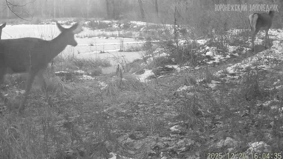 Работники Воронежского заповедника показали, как животные готовятся к Новому году