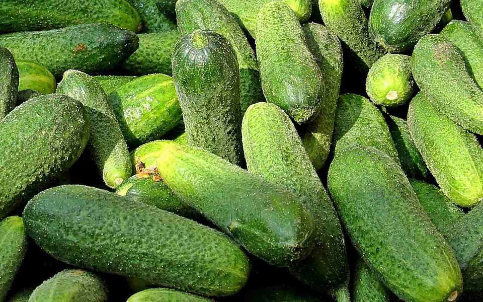 Огурцы взлетели в цене в Воронежской области