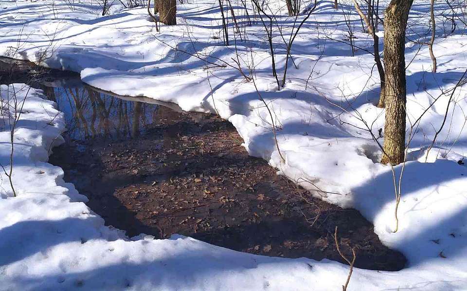 Сточные воды из канализации залили памятник природы в Воронеже