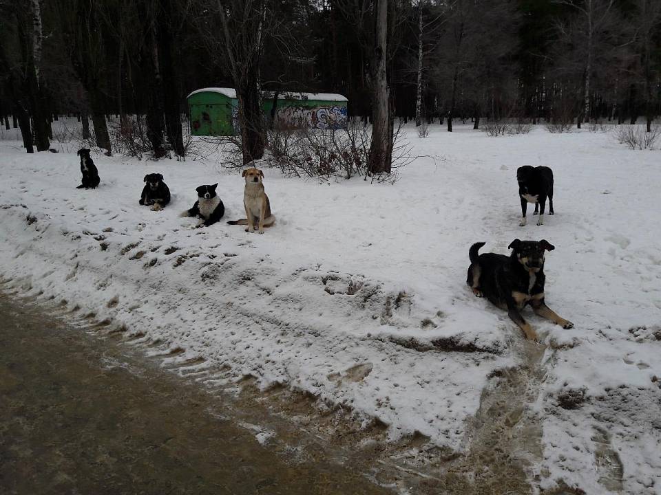 В Воронеже решили поменять подход к отлову бродячих собак