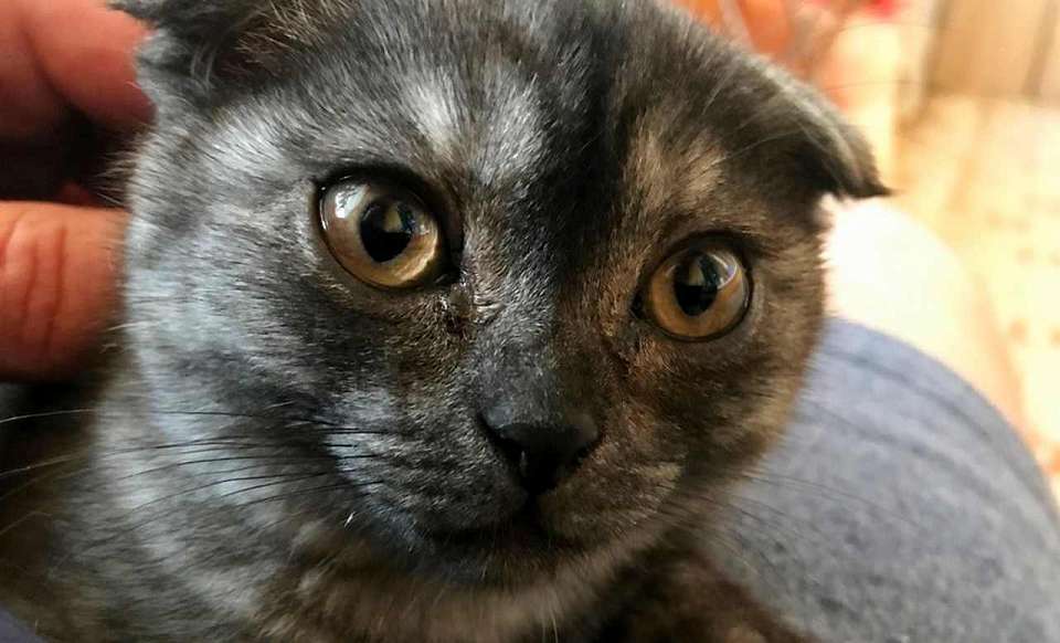 С начала года 190 домашних животных из Воронежской области побывали за границей