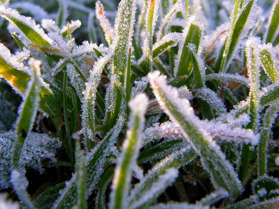 Предупреждение о заморозках до -1 градуса объявлено в Воронеже