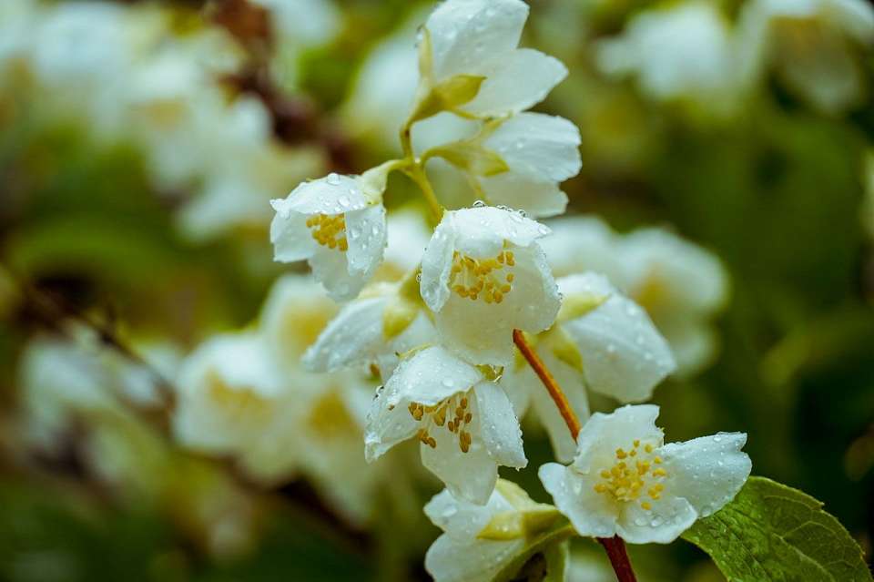 Дожди и потепление до +22 градусов придут 1 мая в Воронежскую область