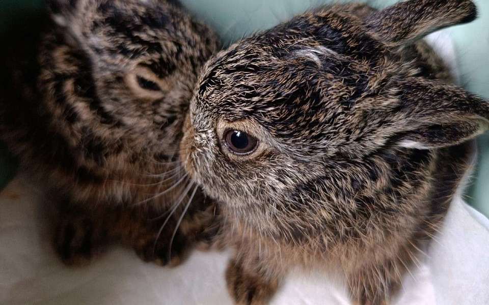 В воронежском парке «Танаис» нашли двух зайчат