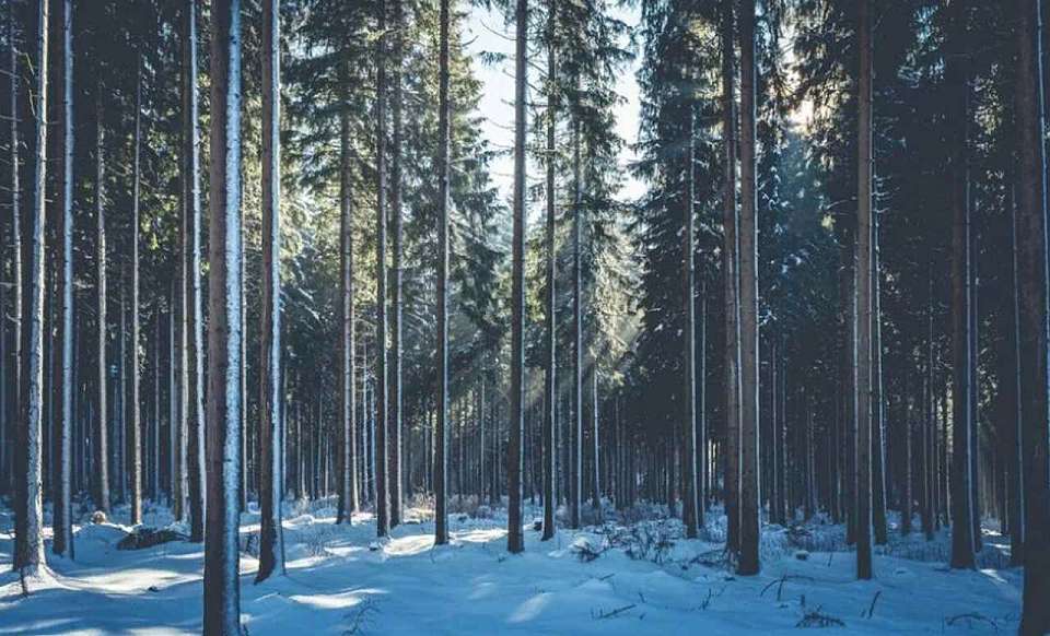 Что будет в Воронеже 14 октября. Покров. День работников заповедного дела. Частица покрова Пресвятой Богородицы