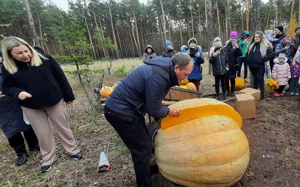 В Воронежском зоопарке раздали семена гигантской 308-килограммовой тыквы