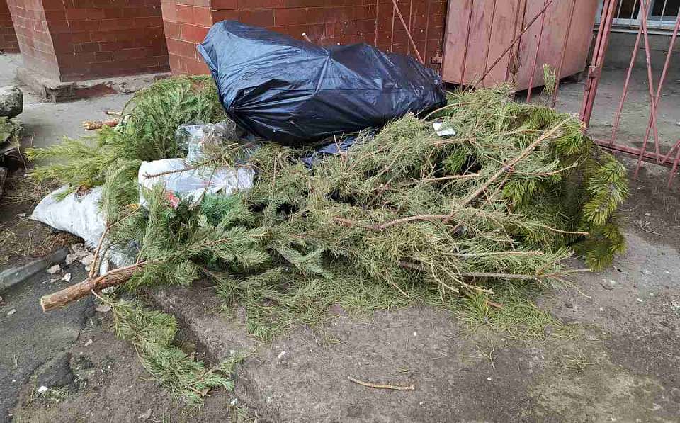 Воронежцам предложили с пользой утилизировать новогодние ёлки