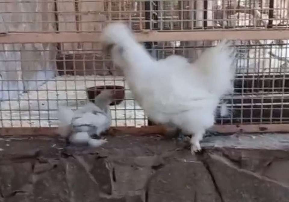У китайской шёлковой курицы в Воронежском зоопарке впервые вылупился цыпленок