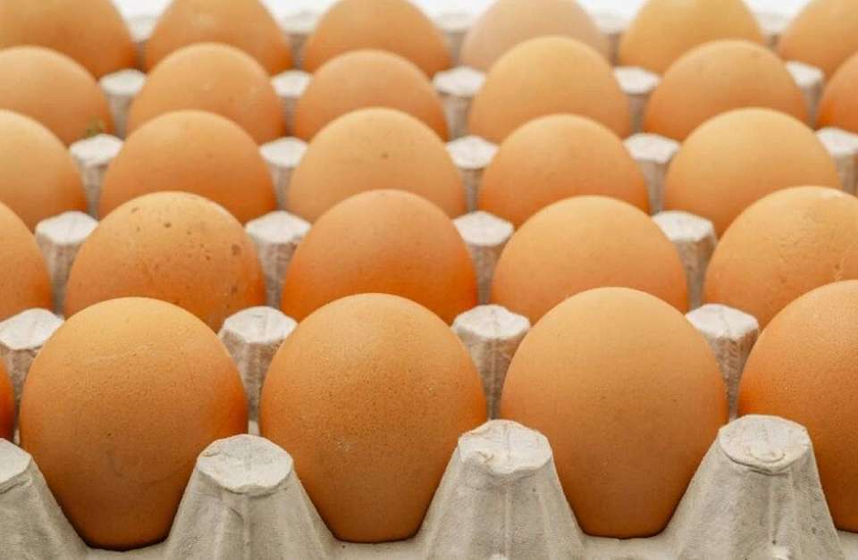 Каждая курица в Воронежской области за 2025 год снесла по 223 яйца