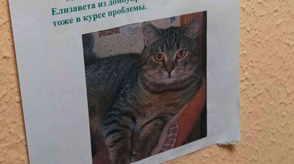 В Воронеже из вентиляционной ловушки спасли кота Патрика