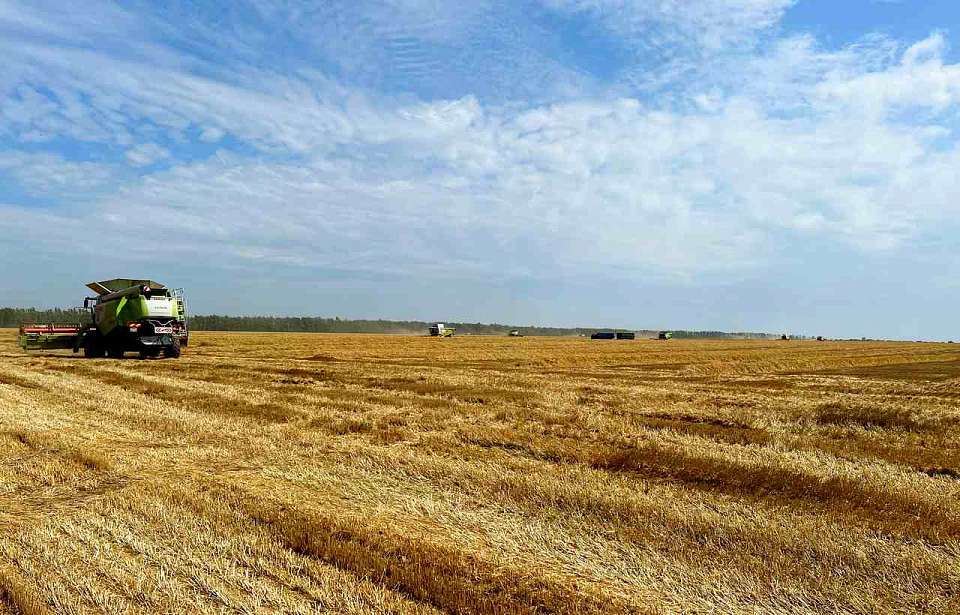 За год вырос на 30 процентов объем экспорта сельскохозяйственной продукции в Воронежской области