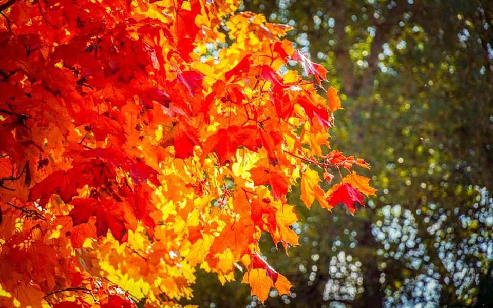 Упадет с +31 градуса до +10 температура воздуха на рабочей неделе в Воронежской области