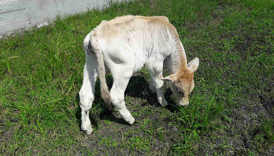 Впервые за 6 лет воронежский производитель премиальной говядины вышел в прибыль