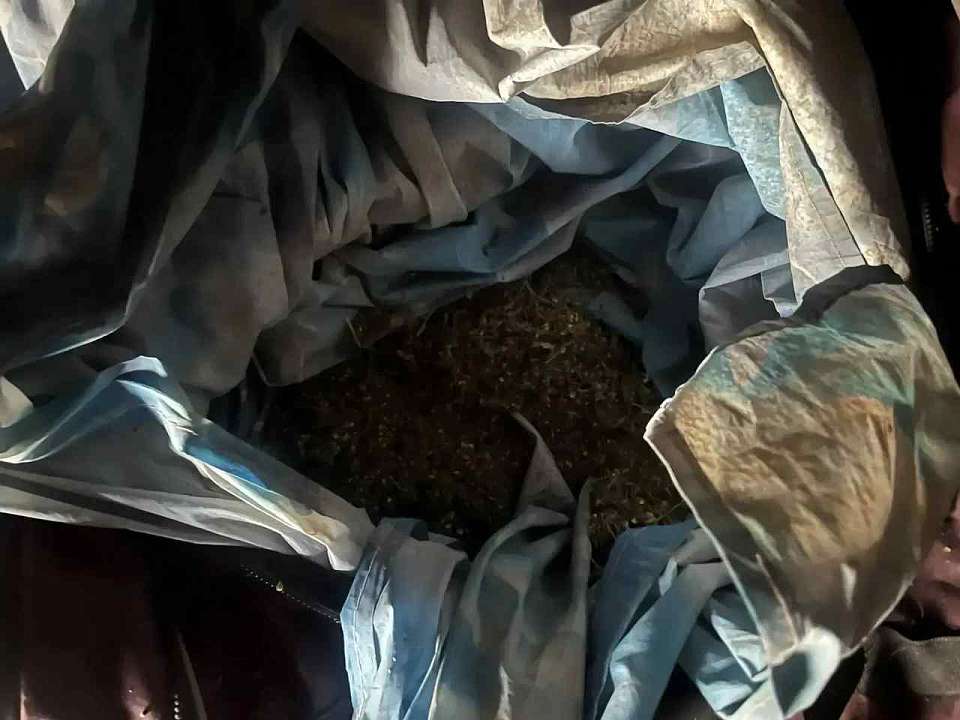 Более 540 граммов марихуаны изъяли у жителя Воронежской области