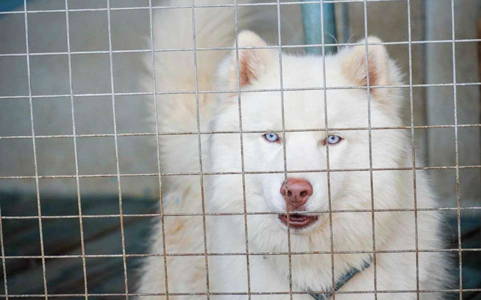 В двух районах отменили карантин по бешенству в Воронежской области