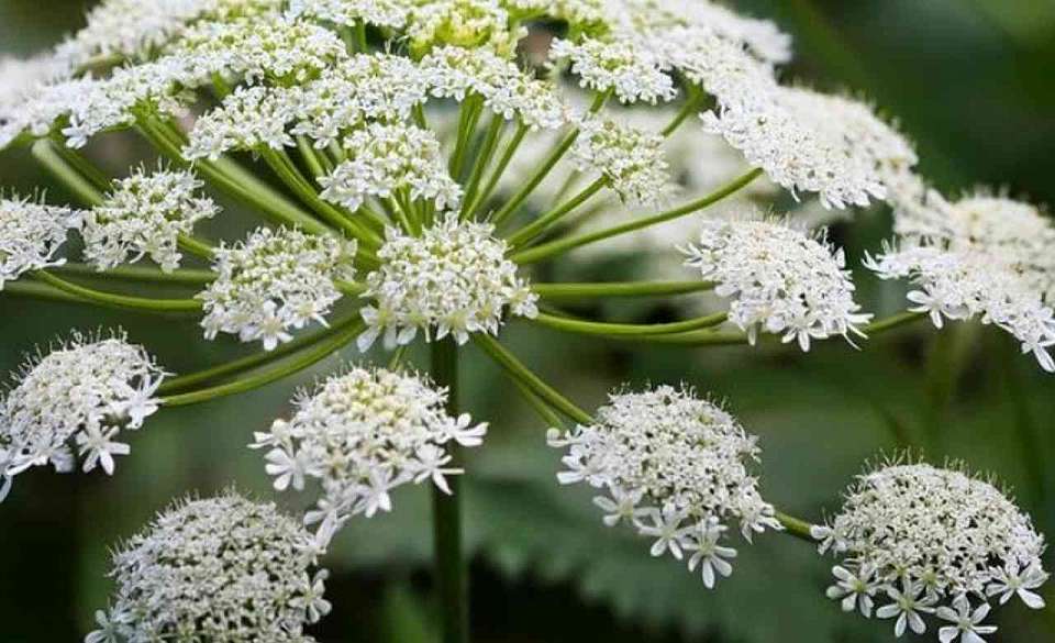 Крупные штрафы за опасные растения на участках с 1 марта грозят воронежским дачникам