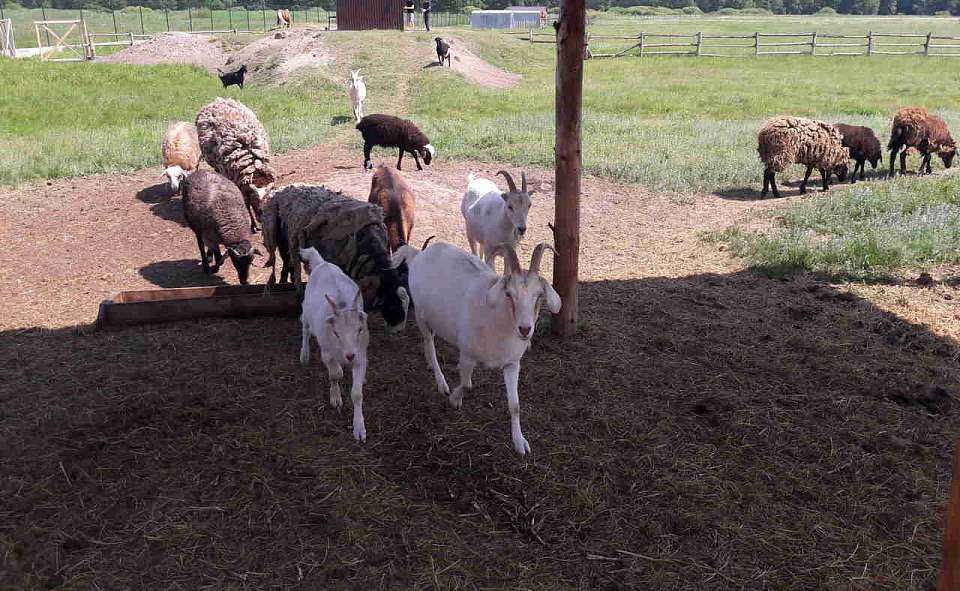 Карантин по бешенству сняли в воронежском Острогожске