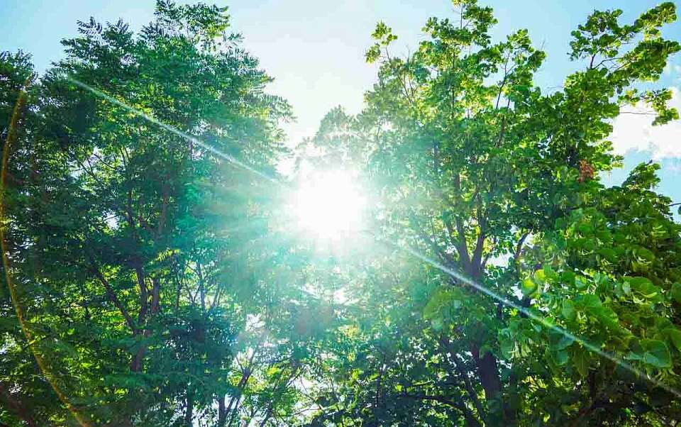 Жаркая летняя погода вернется на выходные в Воронежскую область