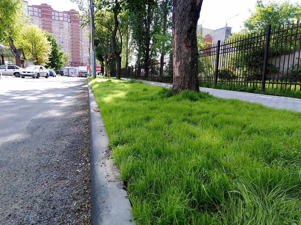 В Ленинском районе становятся видны результаты озеленения