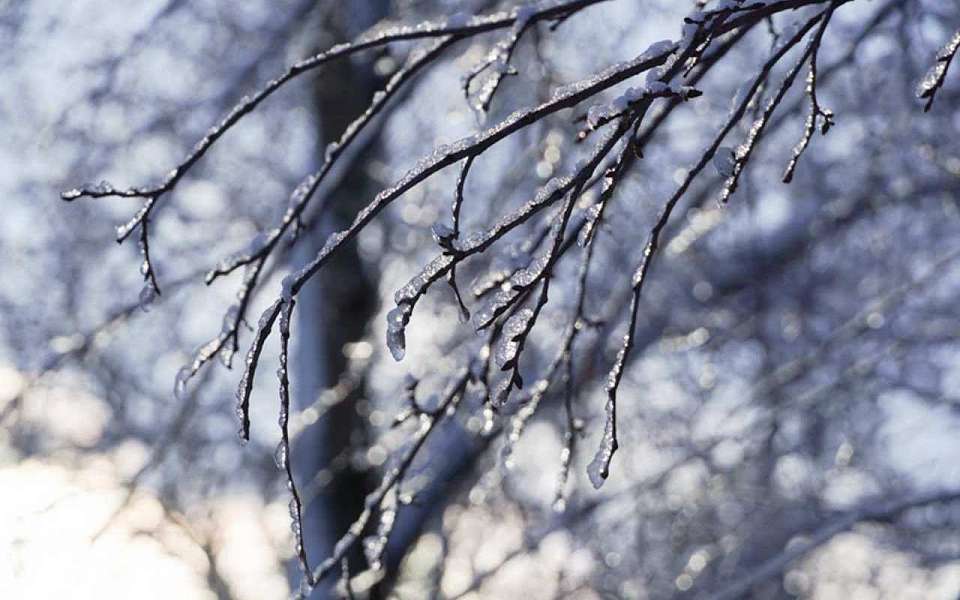 Потепление до +2 градусов ожидается 31 января в Воронежской области