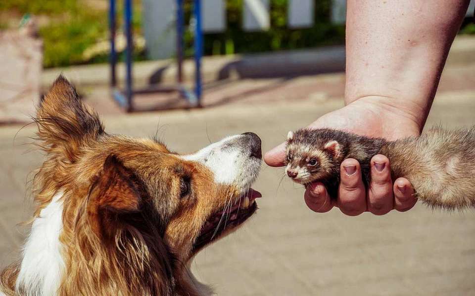 Как волонтеры фонда «Чудеса Света» помогают бездомным животным в Воронеже
