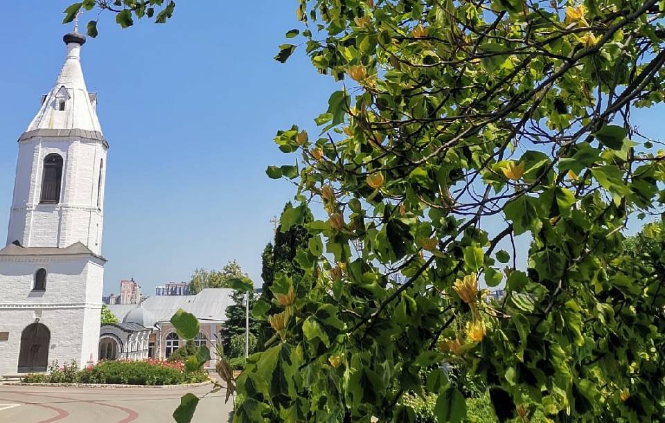 В Воронеже на территории монастыря зацвело уникальное тюльпановое дерево