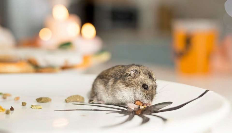 Нашествие грызунов и лугового мотылька ожидается из-за теплой зимы в Воронежской области