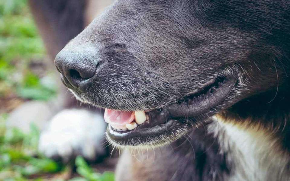 До февраля ввели карантин по бешенству в селе Можайское под Воронежем