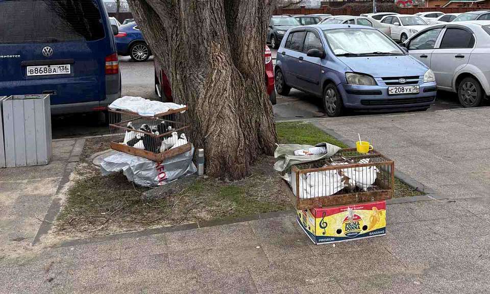 В Воронеже пресекают незаконную торговлю дикими птицами в преддверии Благовещения
