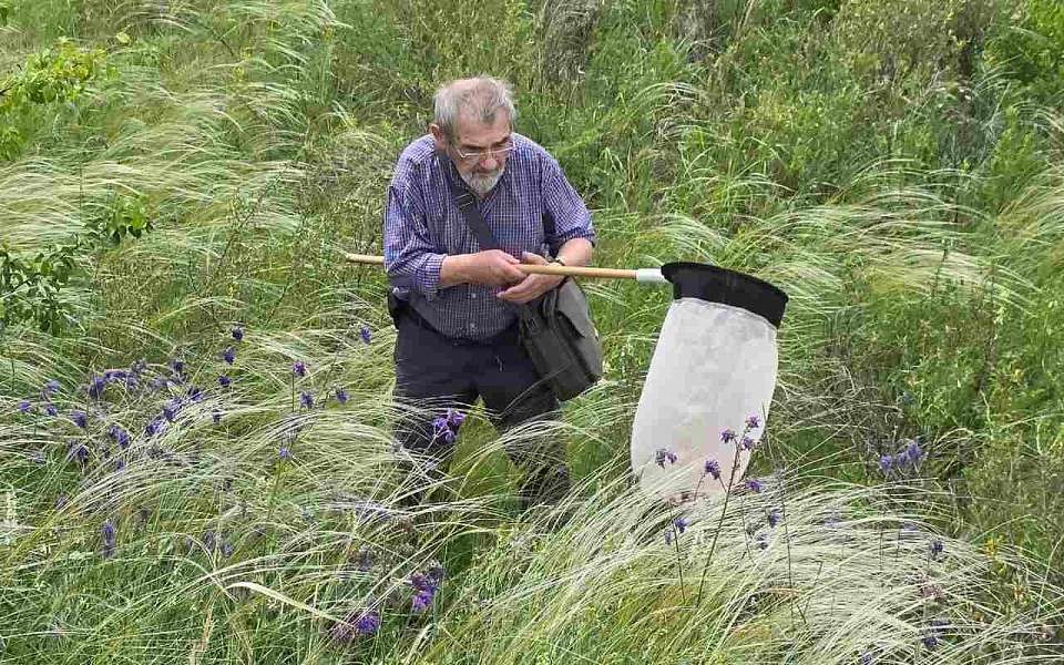 Синяк русский и любка двулистная были найдены экологами в Воронежской области