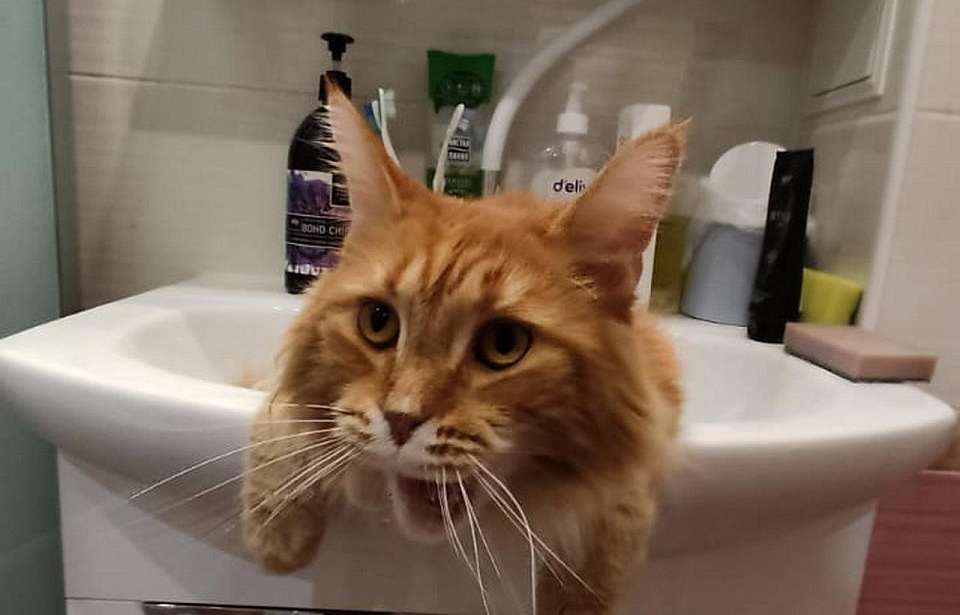 Сентябрьский график отключения горячей воды дополнила мэрия Воронежа