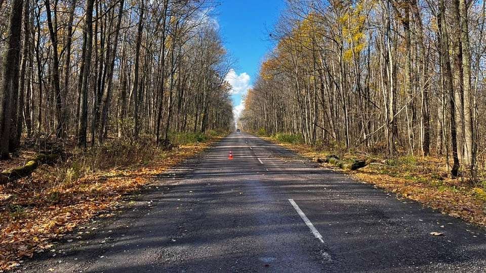 Упавшее дерево травмировало проезжавшего автомобилиста в Воронежской области