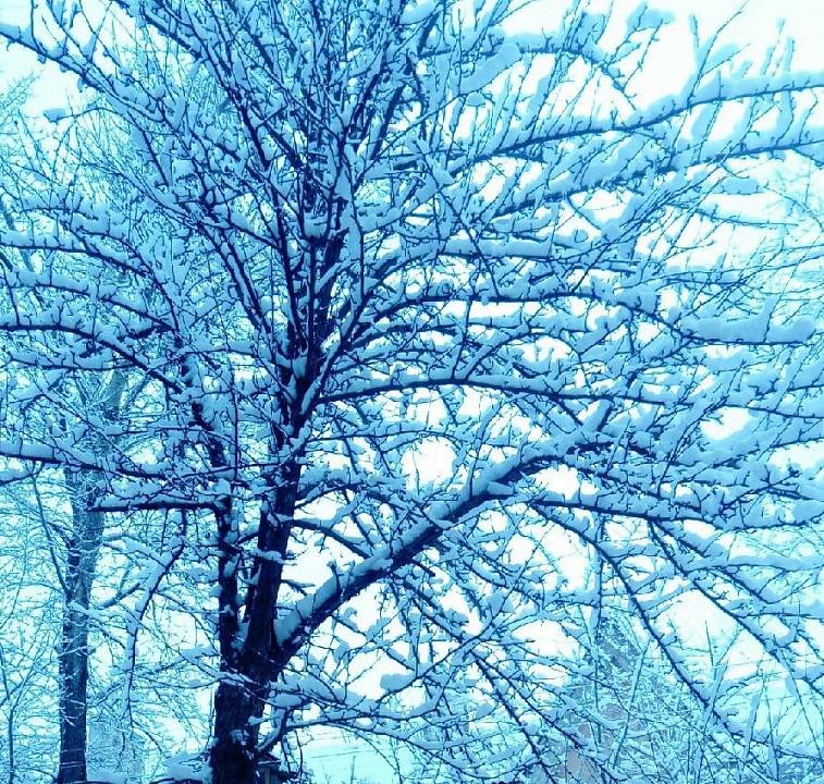 Воронежцы делятся в соцсетях красотой мартовского снегопада (ФОТО)