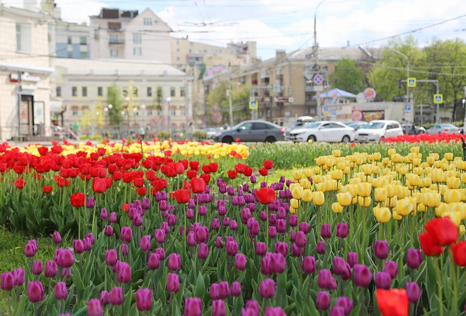 Воронеж расцвёл 86 тысячами тюльпанов (ВИДЕО)