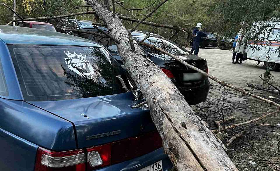 Дерево упало сразу на две машины в Воронеже