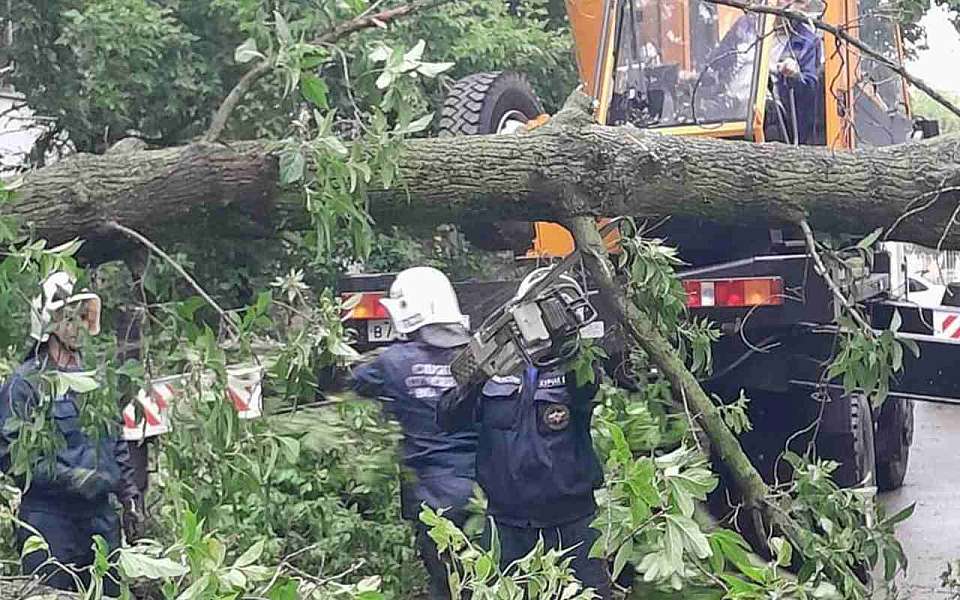 В Воронеже во время сильного снегопада рухнули 15 деревьев