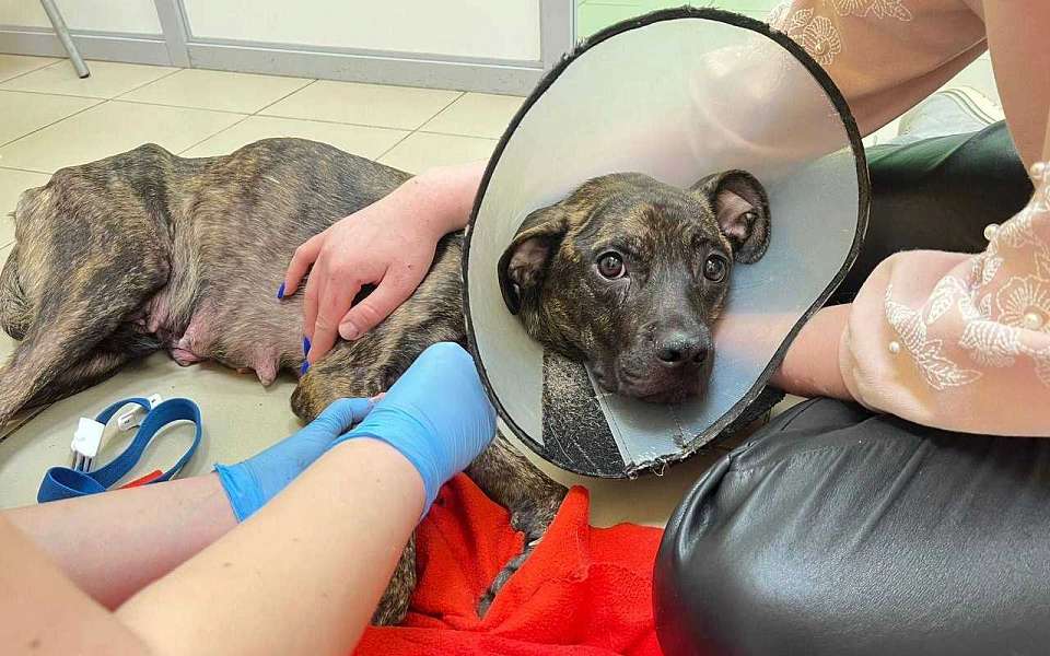 Измученную собаку и 7 её щенков воронежцы вызволили из семьи живодеров совместно с полицией 