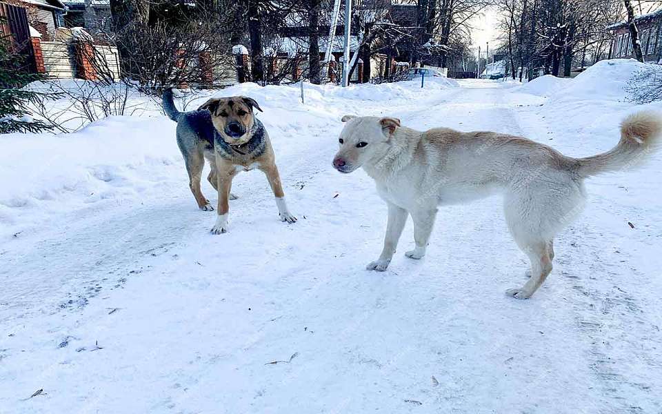 Прокуратура проведёт проверку нарушений массового выгула собак в Воронеже