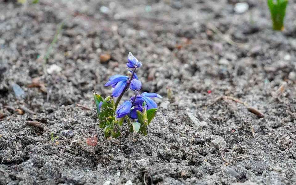 Как можно спасти посадки после заморозков