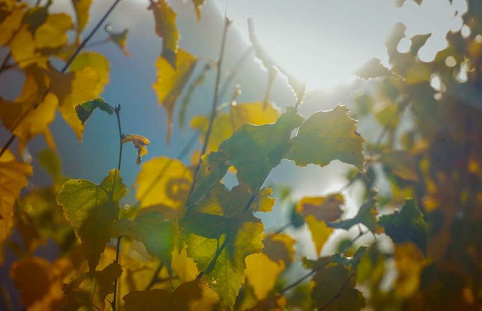 О резком похолодании до +3 градусов в середине недели предупредили синоптики воронежцев