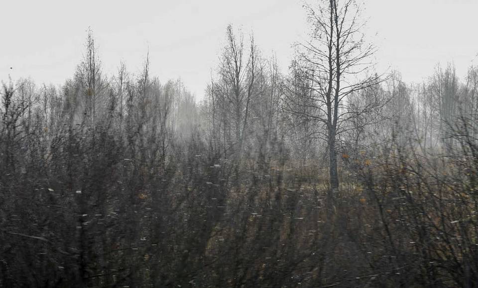 Из-за тумана и сильного ветра желтый уровень опасности объявили в Воронежской области