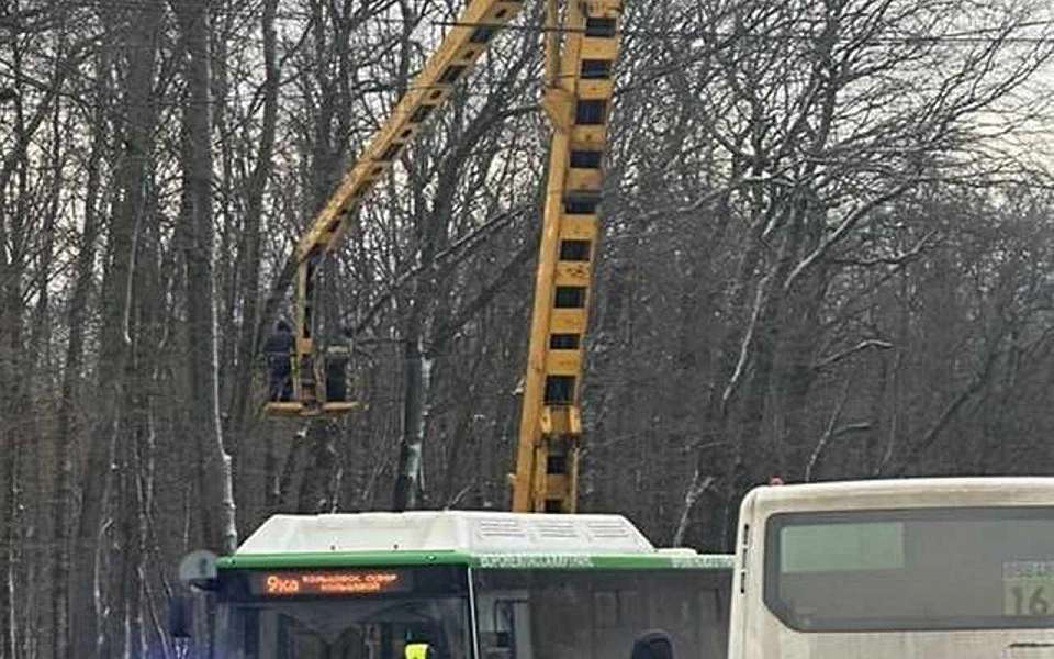 Вырубка 60 аварийных деревьев вдоль дороги на Ломоносова стартовала в Воронеже