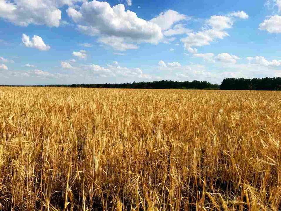 В Воронежской области большая часть озимых – в пределах нормы 