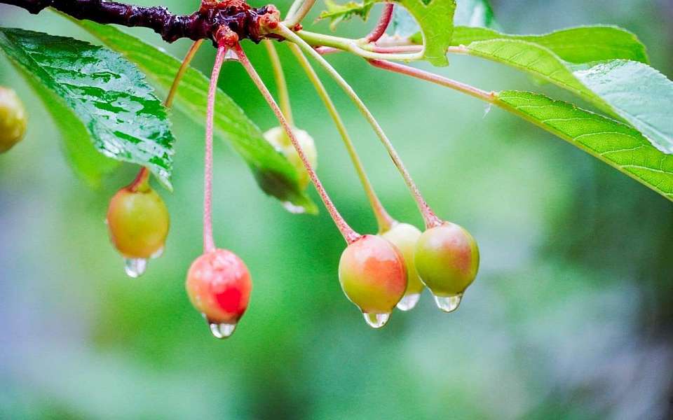 Дождь и гроза с градом ожидаются в жаркий четверг, 4 июля, в Воронежской области
