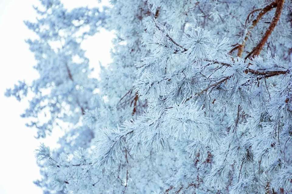 Морозный и почти бесснежный день ожидает 1 февраля воронежцев